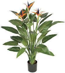 Bird Of Paradise Propagation From Seed W 130010 55 Bird Of Paradise Plant In 2020 Birds Of Paradise Plant Paradise Plant Plants