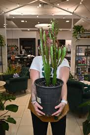 Image result for Euphorbia dedzana