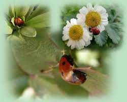 coccinelles artistiques coccinelle artiste jardins