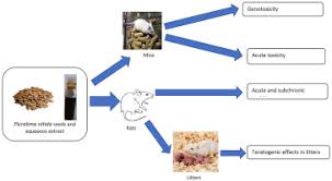 Image result for Picralima nitida