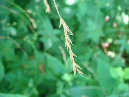 Image result for Festuca abyssinica