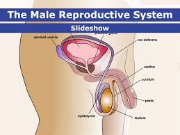 Image result for how to insert male organ into female organ