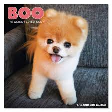 Many are available for hunters to kill, for hefty prices. 2020 Boo The World S Cutest Dog Wall Calendar Ddw0622820 Amazon In Office Products