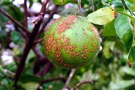Bacterial Diseases Of Plants Ohioline