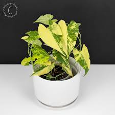 Image result for Fallopia