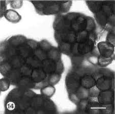 Image result for Euclasta condylotricha