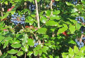 Plant gender and berry production. Mahonia Aquifolium Wikipedia