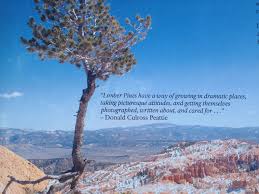 Subscribe baseball, it is said, is only a game. Limber Pines Quote From Bryce Canyon National Park Bryce Canyon National Park National Parks Picturesque