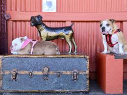 Man's best friend can go many places. Dog Friendly Road Trips In Nsw Australian Traveller