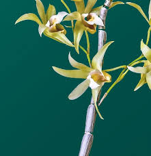 Image result for Satyrium kitimboense