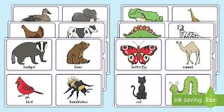 We recommend booking the camel farm tours ahead of time to secure your spot. Animal Picture Flash Cards Teacher Made