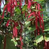 Image result for Acalypha nyasica