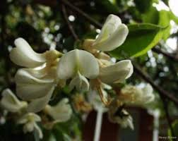 Image result for Craibia zimmermannii