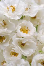 Siamo messaggeri dei vostri sentimenti e nel negozio di vendita fiori online trovate gli omaggi floreali più economici su internet, per inviare il vostro pensiero in tutte le occasioni. Photo Rosa Thalia Rose By Tina Horst Herzig Photography Fiori Fiori Bianchi Piantare Fiori