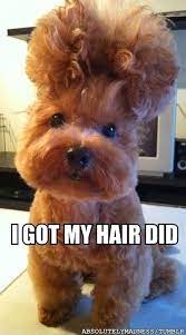 funny dog pictures cute animals funny dog pictures cute baby animals