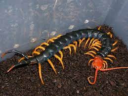 Maybe you would like to learn more about one of these? Giant Redheaded Centipede Scolopendra Heros Weird Animals Bugs And Insects Arachnids