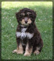 Both the australian shepherd and the poodle are classified as canine einsteins. Puppy Alert 21 Dog Boo Doodle Dog Breeds Australian Shepherd Poodle Mix Aussiedoodle
