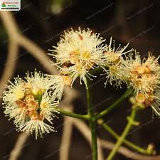 Image result for Syzygium cumini