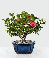 Check spelling or type a new query. How To Care For A Bonsai Tree Plant