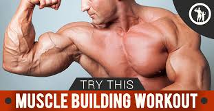 muscle building workout plan for men