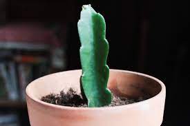 How To Grow Dragon Fruit In Containers Ehow Dragon Fruit Plant How To Grow Dragon Fruit Dragon Fruit Tree
