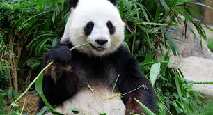 Image result for pandas