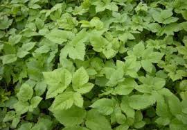 Spitzwegerich Salbe Damit Insektenstiche Nicht Mehr Jucken Kostbare Natur Giersch Heilpflanzen Gesunde Krauter