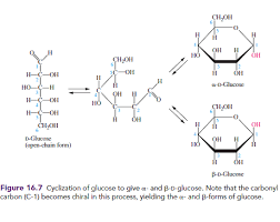 As a straight chain, there are six carbon atoms, labeled from 1 to 6. Solved The Linear Structure Of D Glucose Is Shown In Figure 16 Chegg Com