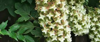 Check spelling or type a new query. Why And How To Grow Oakleaf Hydrangeas