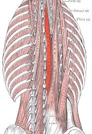 The back is found posteriorly and includes the vertebral column, the muscles that support the back and the spinal cord. A Quick Dose Of Back Side Anatomy Musicians Health Collective