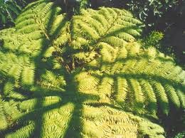 Image result for Cyphia erecta