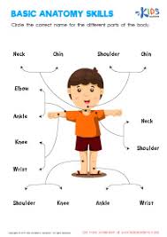 Body part actions worksheet author: Human Body Worksheets And Free Printables