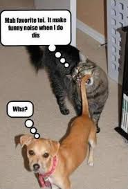 Doggie Funnies And Some Cat Stuff Too Funny Dog Captions Cat Biting Cat Quotes Funny