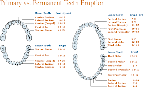 differences between primary teeth milk teeth and permanent