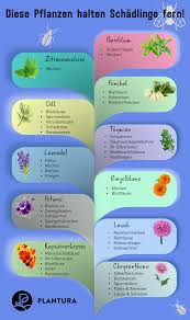 Keep your home as dry as possible. 10 Remedios Caseros Para Las Plagas En El Jardin Plantura Caseros Jardin Plagas Plantura Remedios In 2020 Garden Types Garden Care Garden Boxes Diy