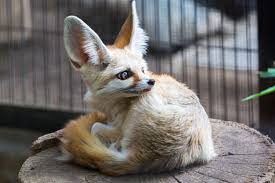 Because so few people keep animals like these, they are severely regulated in the quakers are some of the most inexpensive parrots (you can get one for under $200 at times), yet i ended up spending. Fennec Foxes As Pets Cost To Buy Legalities And Ease Of Care Embora Pets