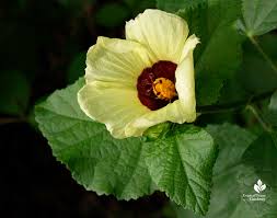 Image result for Hibiscus calyphyllus