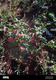 Image result for Holubia