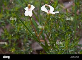 Image result for Bulbostylis schoenoides