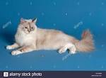 Colors and varietes of Ragdoll Breed - Ragdolls Cattery Faelis