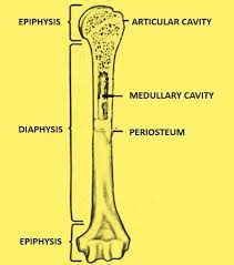 Epiphysis) are the rounded portions at the ends of a bone separated from the metaphysis by the physis. 31 Label The Parts Of A Long Bone Label Ideas 2020