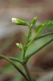 Image result for Teramnus repens