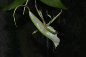 Image result for Angraecum infundibulare