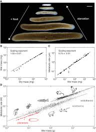 Check spelling or type a new query. Body Size Dependent Energy Storage Causes Kleiber S Law Scaling Of The Metabolic Rate In Planarians Elife
