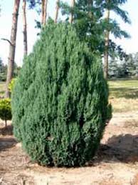 Over 100,000 english translations of german words and phrases. Juniperus Chinensis Stricta Chinesischer Wacholder Kegel Wacholder Gunstig Kaufen