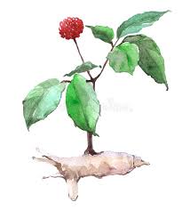 Ginseng has it ability to stimulate the mind, reduce stress, prevent aging, and increase sexual ginseng is a broad term that incorporates nearly a dozen different species of plants belonging to the. Ginseng Plant Stock Illustrations 2 337 Ginseng Plant Stock Illustrations Vectors Clipart Dreamstime
