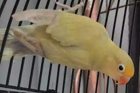 Ciri Ciri Lovebird Pale Fallow Beserta Harganya Dan Jenis Lovebird