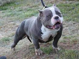 As a heavily built dog, the american bulldog is great with physical activities because of its superb athletic capacity. Cute Pocket Pitbull Pitbull Puppies Bulldog Puppies Pitbull Mix Puppies