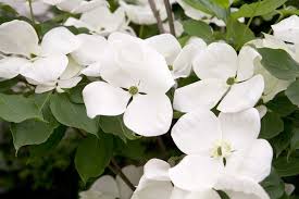Image result for Cornus