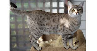 The colour scheme is delicate. Australian Mist Breeders Australia Australian Mist Info Kittens
